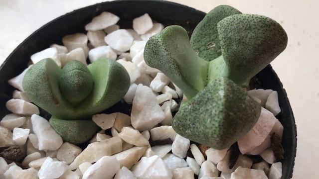 Pleiospilo nelii e Pleiospilo bolusii смотреть онлайн