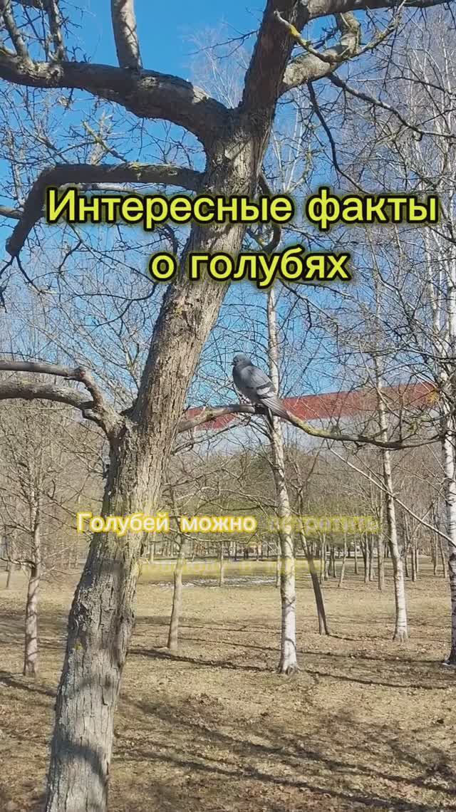 Интересные факты о голубях