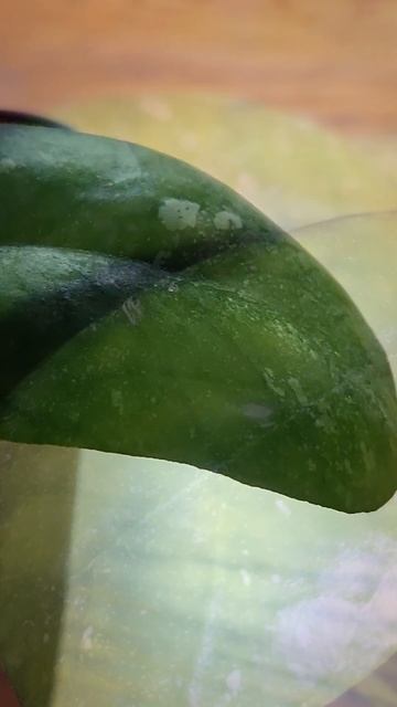 Hoya deykeae смотреть онлайн