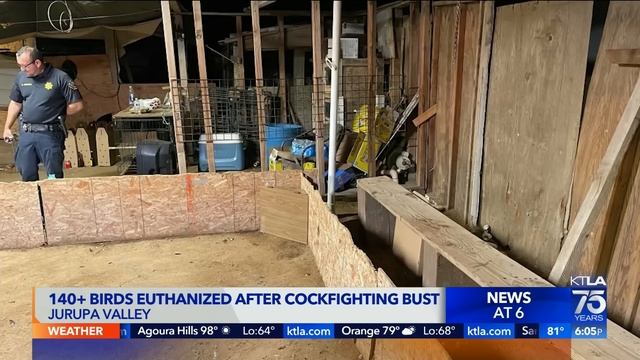 Officials break up Jurupa Valley cockfighting ring смотреть онлайн