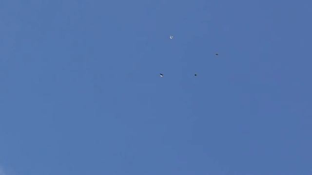 голуби донецка разминка