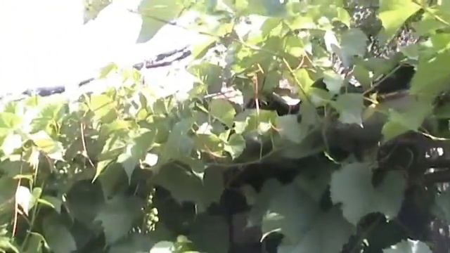 Дикий женский виноград 25 июня смотреть онлайн