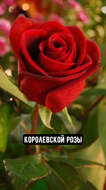 #духи #парфюм #пробник #тестерыдухов #акция #распродажа #attar #queenofsheba #аттар #парфманьяк смотреть онлайн