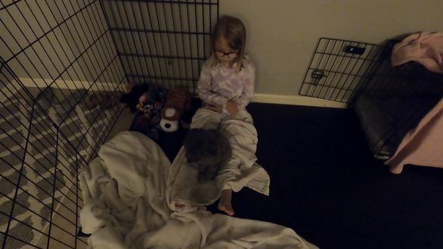 The first 24 hours with our new Mini Goldendoodle Puppy! смотреть онлайн