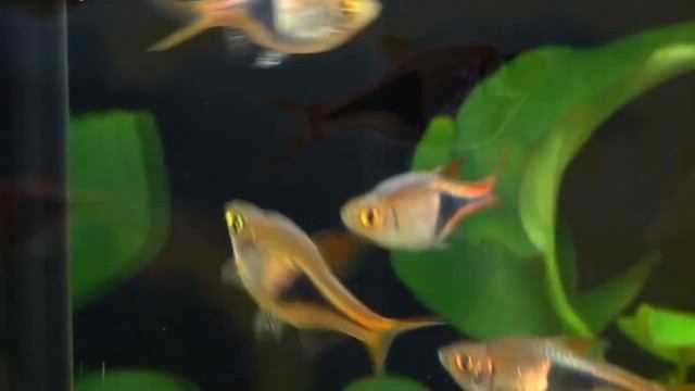 All in One Peaceful Schooling Fish | Harlequin Rasbora смотреть онлайн