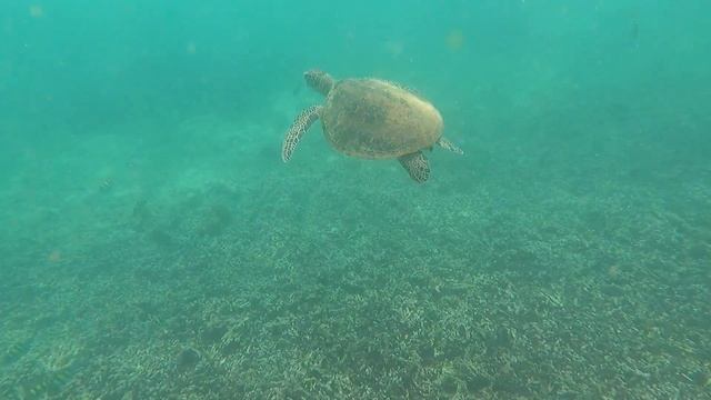 Snorkling In Oman