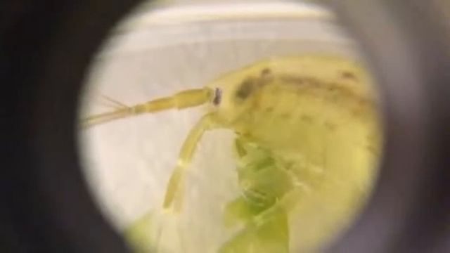 Gammarus Locusta Eating Ulva Spp.