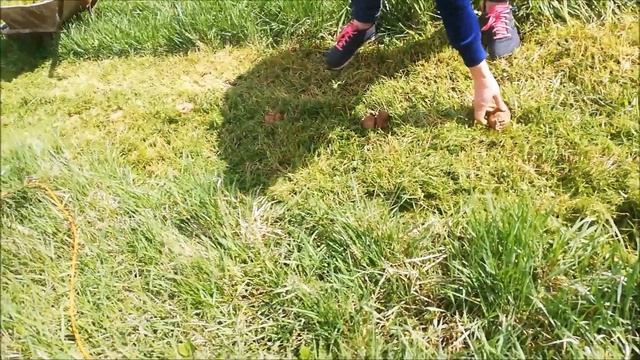 Krumpli termesztése Krumpli ültetése fűbe fűmulcs takarás смотреть онлайн