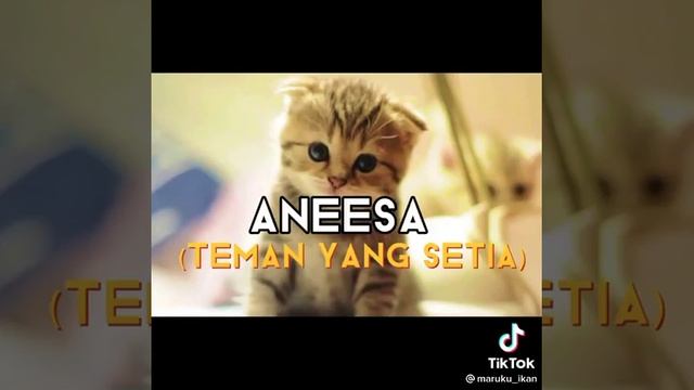 6 Nama Nama Kucing Nabi смотреть онлайн