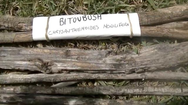 Foraged materials for Friction Fire. смотреть онлайн