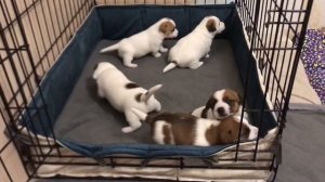 Маленькие щенки Джек Рассел