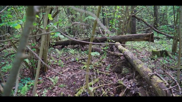 Весенний лес смотреть онлайн