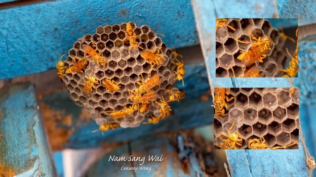 An establishing new Bee Hive смотреть онлайн