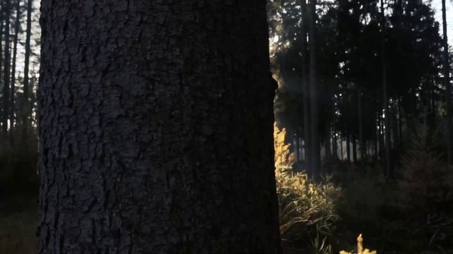 Расслабляющие звуки леса Forest #relaxation