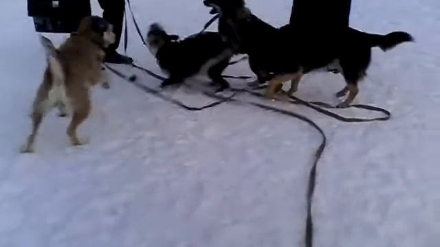 любимые собаки ...хахах смотреть онлайн