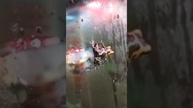 Poison Dart Frogs Ranitomeya Imitator Intermedius