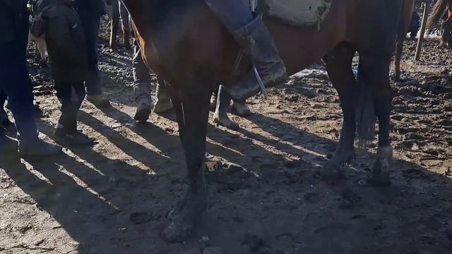 НООКАТ Ат базарга батбай калды 👍 ПИЛДЕЙ ЧОҢ АТТАР ТҮШТҮ 1-МАРТ 2020 смотреть онлайн