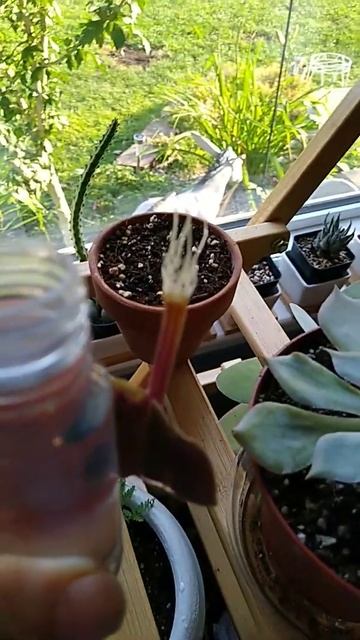 smallest African violet leaves EVER...🌿 смотреть онлайн