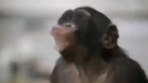 Обезьяны танцуют 1 час