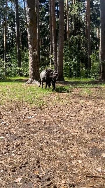 Мои монстры💙❤️#tttt #cane #канекорсо #canecorso #canecorsoitaliano #канекорсоитальяно