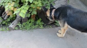 y2mate com   Смешные животные Приколы с животными 1080p