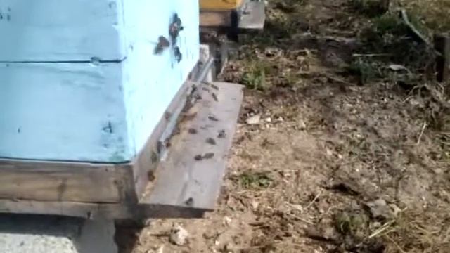 лет пчел 24 апреля 2011г