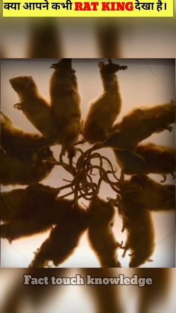 How does A RAT KING happen? #shorts смотреть онлайн