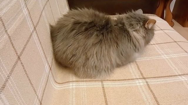 Филя не переживай, корма вкусного ты не лишишься