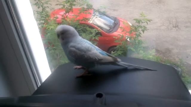 Попугай, Чижик хороший) смотреть онлайн