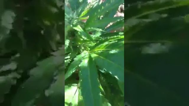 sweet skunk F1 смотреть онлайн