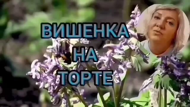 БАПКЕ КАШИ НЕ ДОСТАЛОСЬ! ОЛЬГА УРАЛОЧКА LIVE. ОБЗОР. смотреть онлайн
