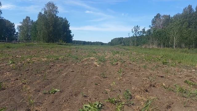 Суданка. Суданская трава