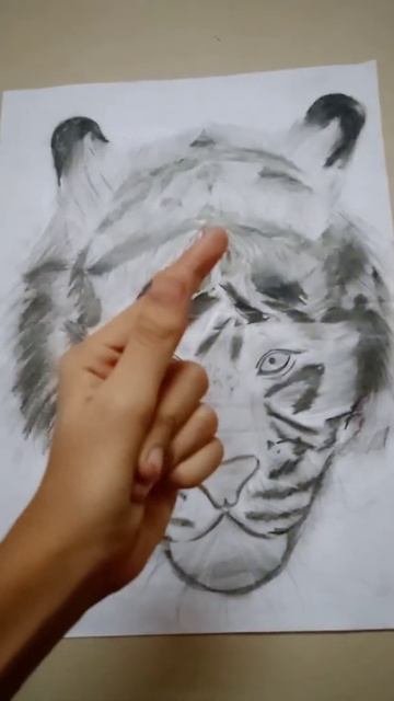 Realistic Tiger sketch 🐯 смотреть онлайн