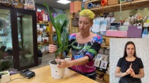 Аспидистра { СУРДОПЕРЕВОД } тропическое дорогое растение | Чугунное растение