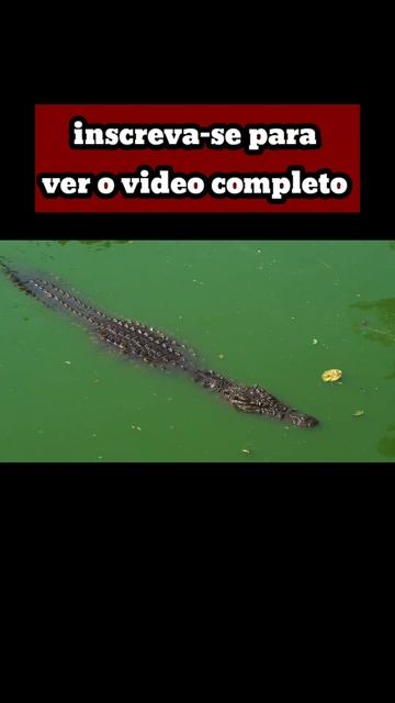 JACARÉ OU CROCODILO - QUAL DELES É O MAIOR E MAIS FORTE ? #jacaré #crocodilo  #crocodilos