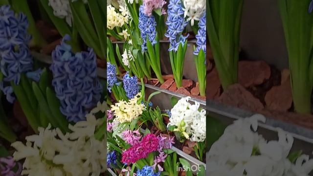 Аптекарский огород. Репетиция весны- 2024#выставкацветов #цветы #цветоводство #тюльпаны смотреть онлайн