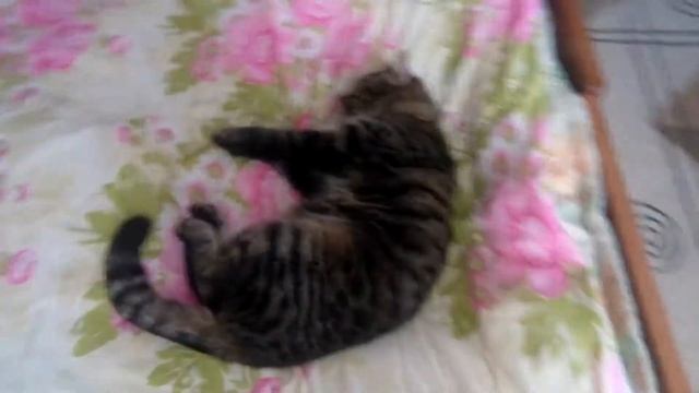 Минутки смеха.спящий кот. смотреть онлайн