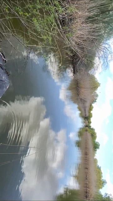 12 апреля 2023 г. Самая вкусная рыба для жарки… смотреть онлайн