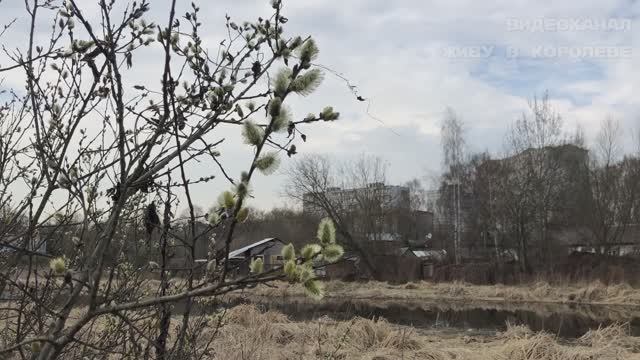 Прогулка у реки за нашим мостиком. г.Королев, мкр-н Первомайский. смотреть онлайн