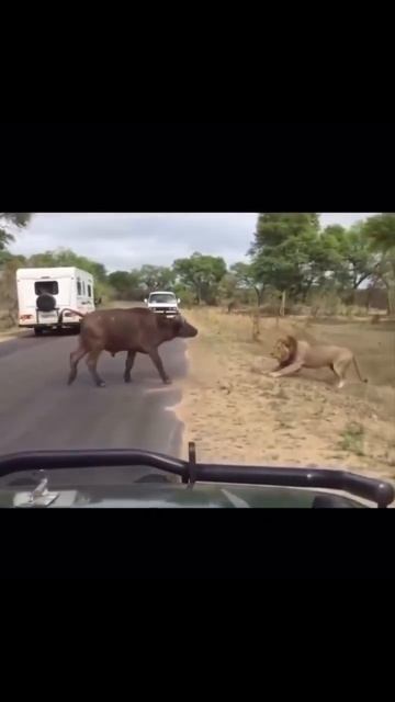 Не испугался и заступился 😎😎 #рек #животные #лев #страх #рекомендации #shorts смотреть онлайн