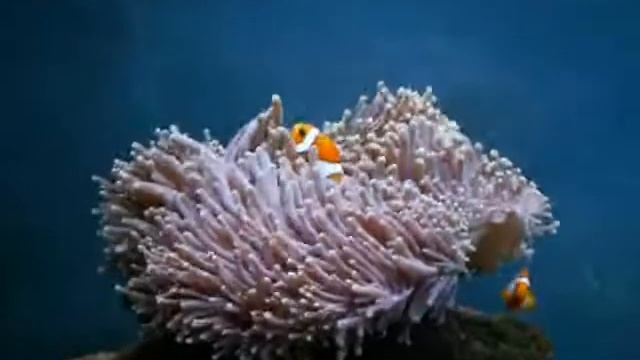 Amphiprion ocellaris смотреть онлайн