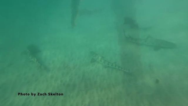 SCOPE Virtual Tour of the Hubbs Hall Experimental Aquarium смотреть онлайн