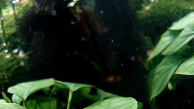 larvas caridina japonica смотреть онлайн