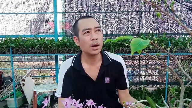 Tuyệt chiêu để giúp hoa Lan lâu tàn, diệt bọ trĩ côn trùng. смотреть онлайн