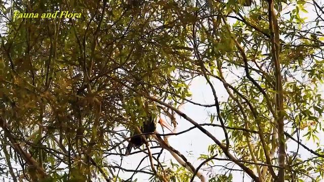 Toco Toucan Couple Singing: Searching the Riparian Forest for Food - (Ramphastos toco) Tucanuçu смотреть онлайн
