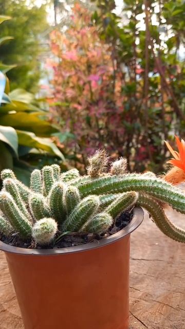 Peanut cactus 🌼🌻🌸 #peanuts #cactuslove #goodmorning #cute #happyday #shorts #shortvideo смотреть онлайн