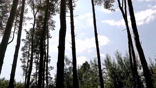 Музыка летнего леса и пение птиц. Релакс Души. смотреть онлайн