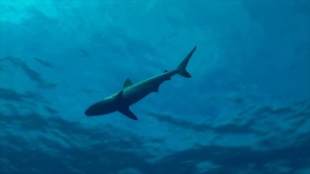 Okyanusun Ortasında Bir Botun İçerisinde Mahsur Kalsaydın Ne Yapardın ? Dougal Robertson Ailesi смотреть онлайн