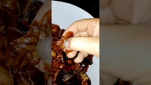 шишки семена кедра гималайского эксперимент смотреть онлайн