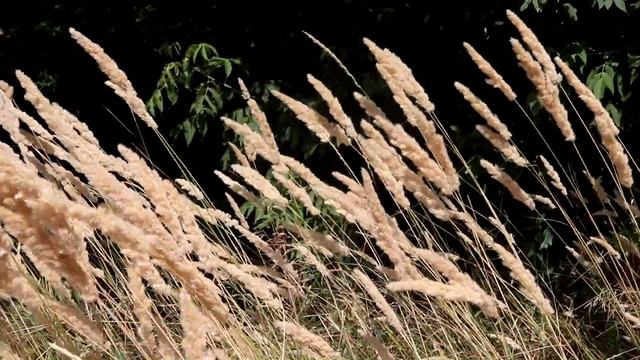 Забытый лес/Forgotten Forest/dark Ambient